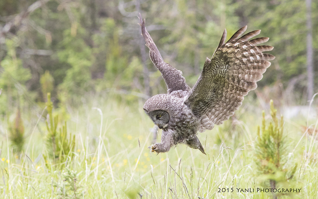 Great Gray Owl-乌林鸮3.jpg