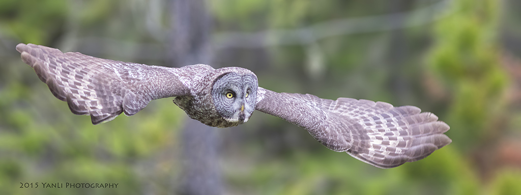 Great Gray Owl-乌林鸮7.jpg