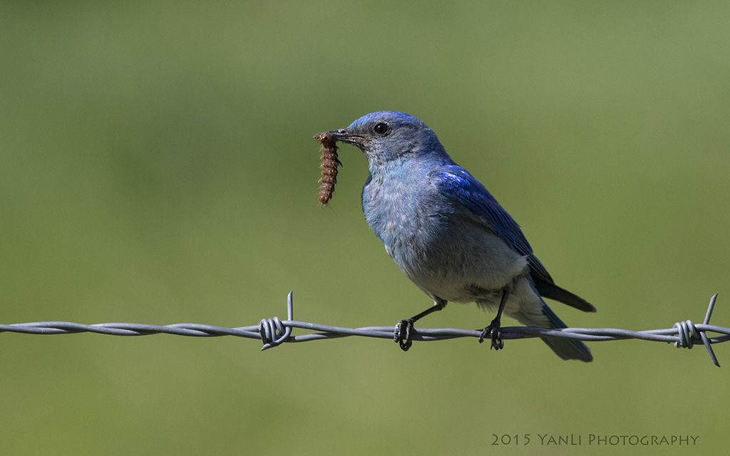 Mountain Bluebird - 山蓝鸲6.jpg