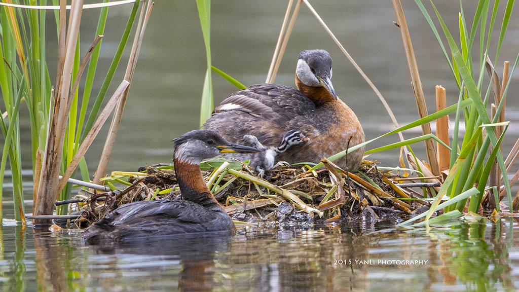 Red-necked Grebe - 赤颈䴙䴘3.jpg