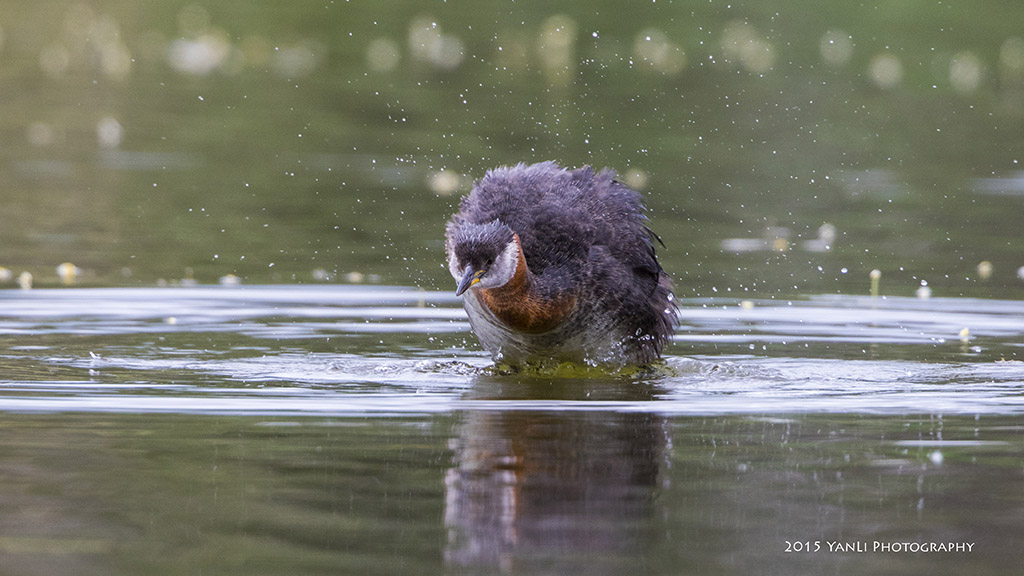 Red-necked Grebe - 赤颈䴙䴘4.jpg