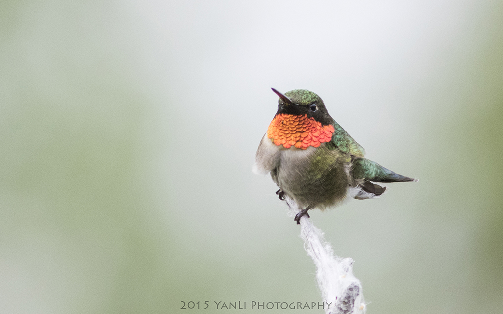 Ruby-throated Hummingbird - 红宝石喉蜂鸟4.jpg