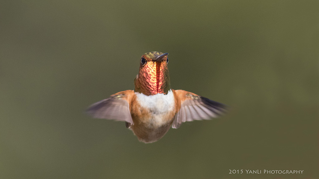 Rufous Hummingbird - 棕煌蜂鸟4.JPG