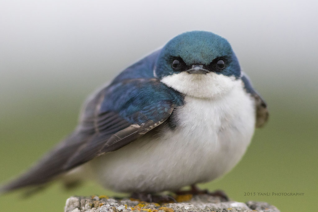 Tree Swallow - 双色树燕.jpg