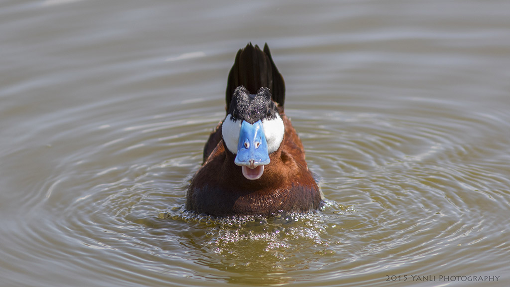 Ruddy Duck - 棕硬尾鸭6.jpg