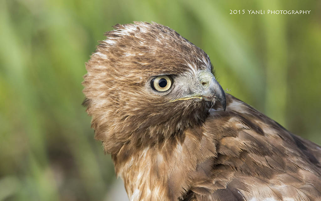 Red-tailed Hawk - 红尾鵟.jpg