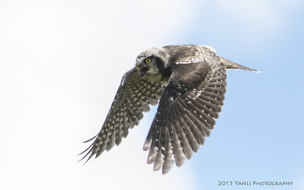 N Hawk Owl - 猛鸮2.jpg