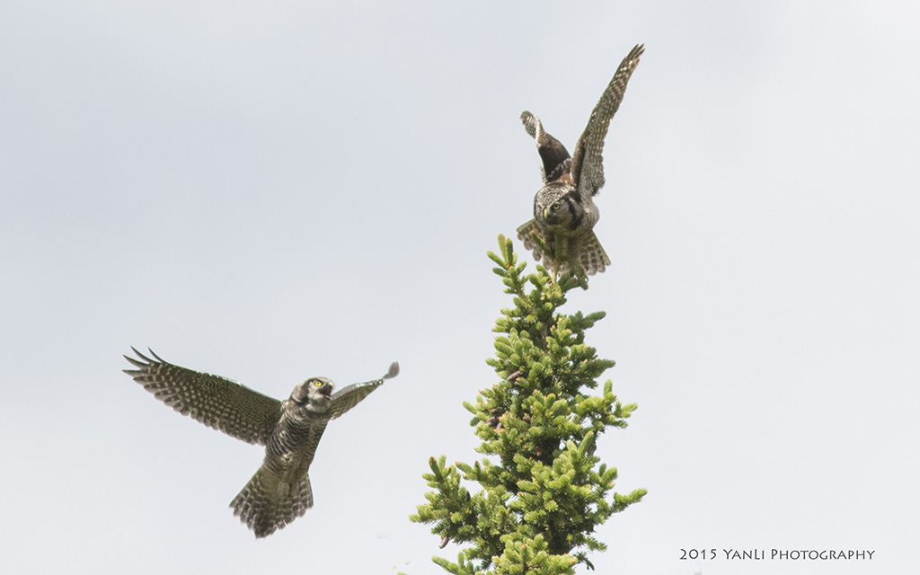 N Hawk Owl - 猛鸮3.jpg