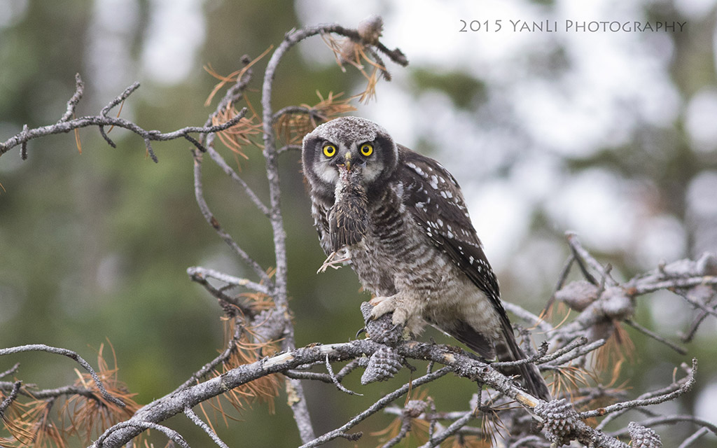 N Hawk Owl - 猛鸮7.jpg