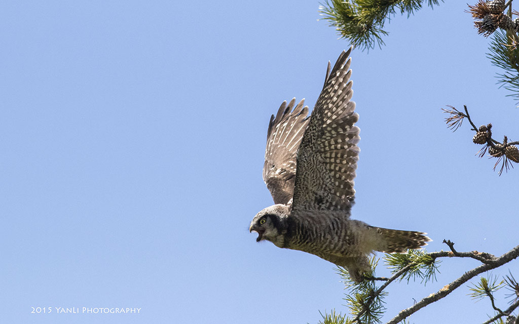 N Hawk Owl - 猛鸮8.jpg