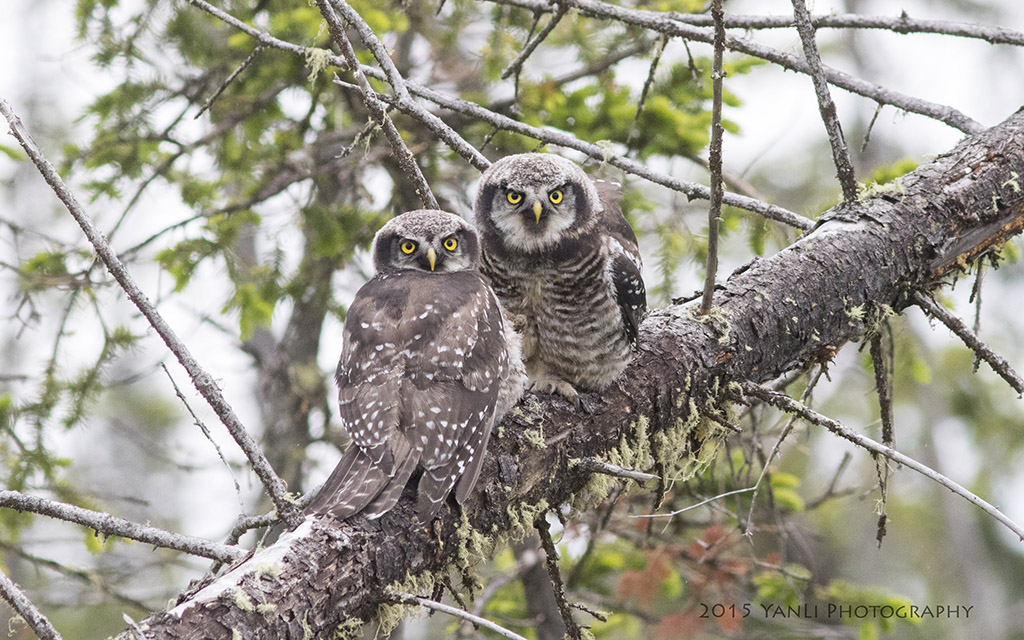 N Hawk Owl - 猛鸮14.jpg