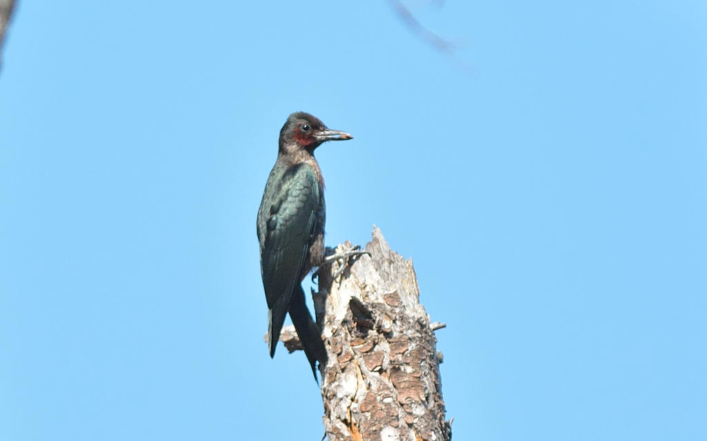 Lewis Woodpecker 1.JPG