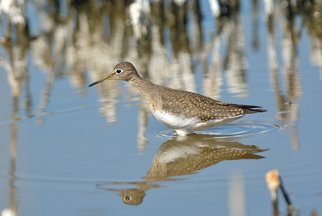 Solitary Sandpiper.JPG