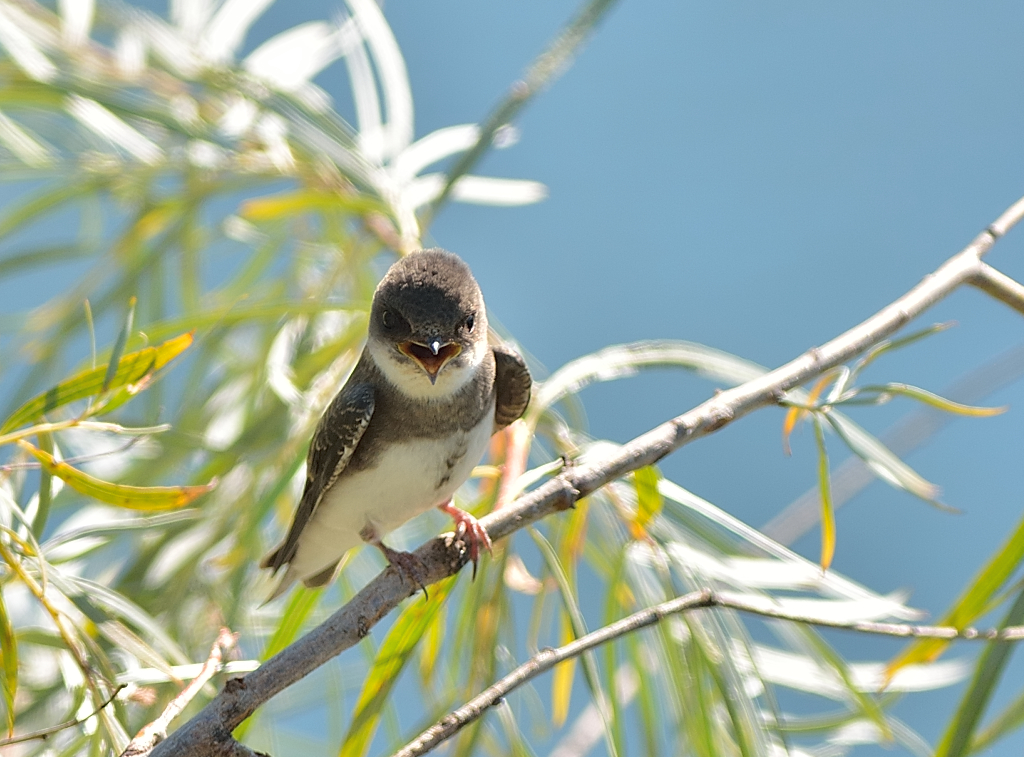 Bank Swallow.JPG