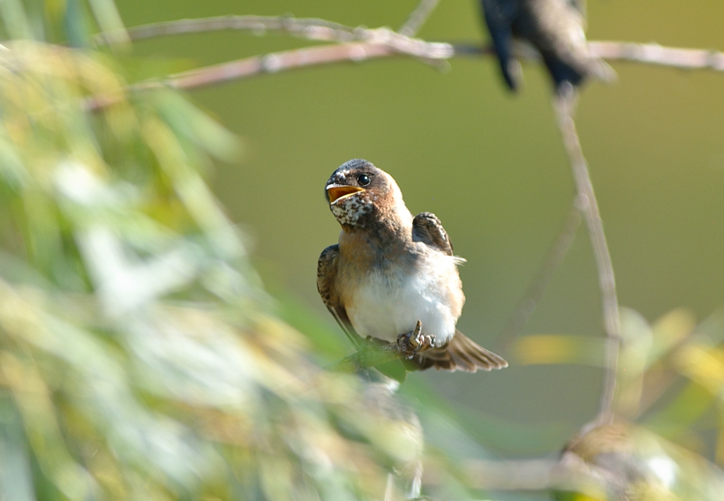 Cliff Swallow.JPG