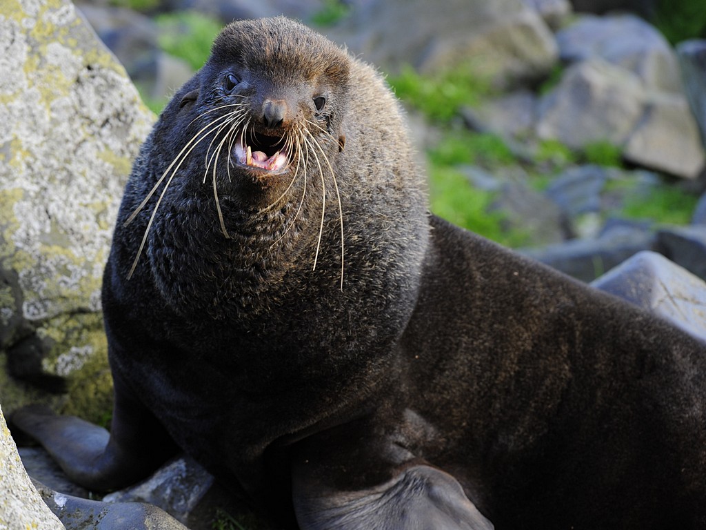Northern Fur Seal.jpg