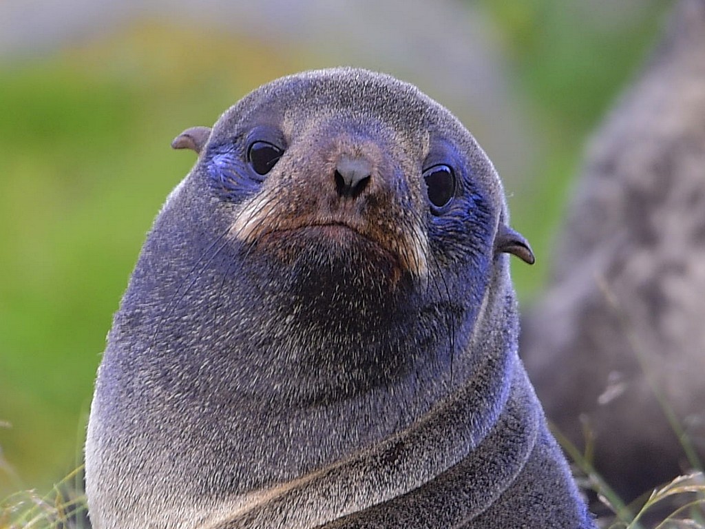 Northern Fur Seal2.jpg