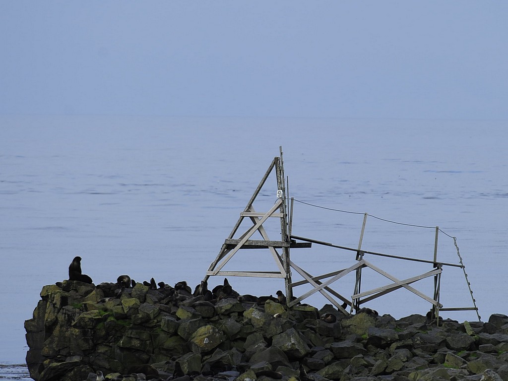 seal counting platform.jpg