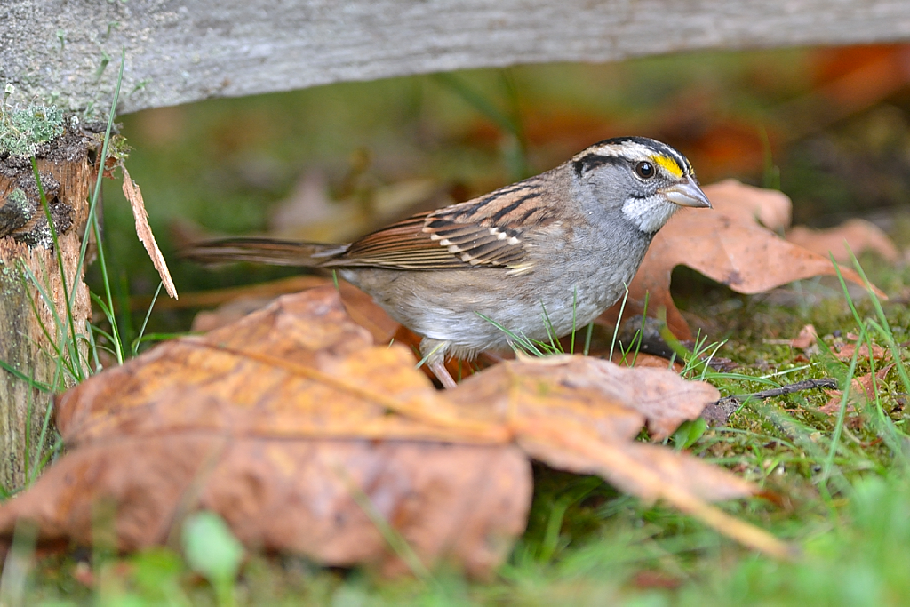 White-throated Sparrow.JPG