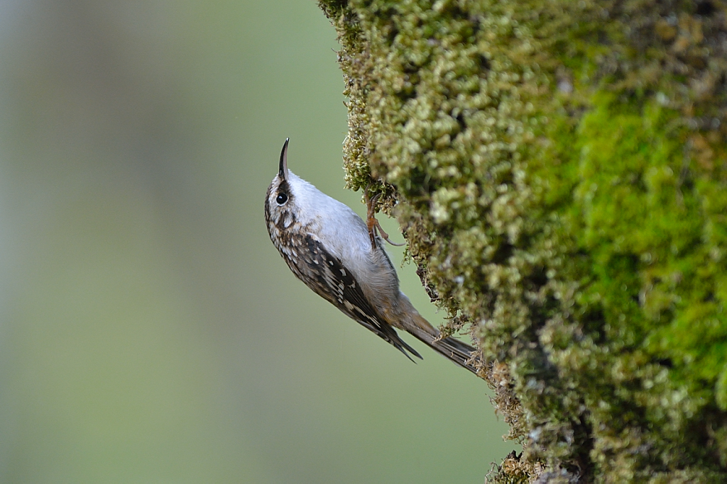 Brown creeper.JPG